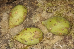 Calophyllum austroindicum